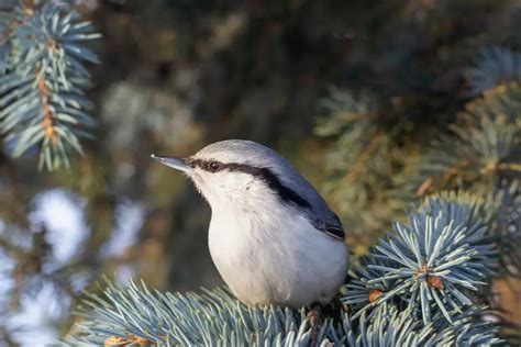 Nuthatch | Avianbird