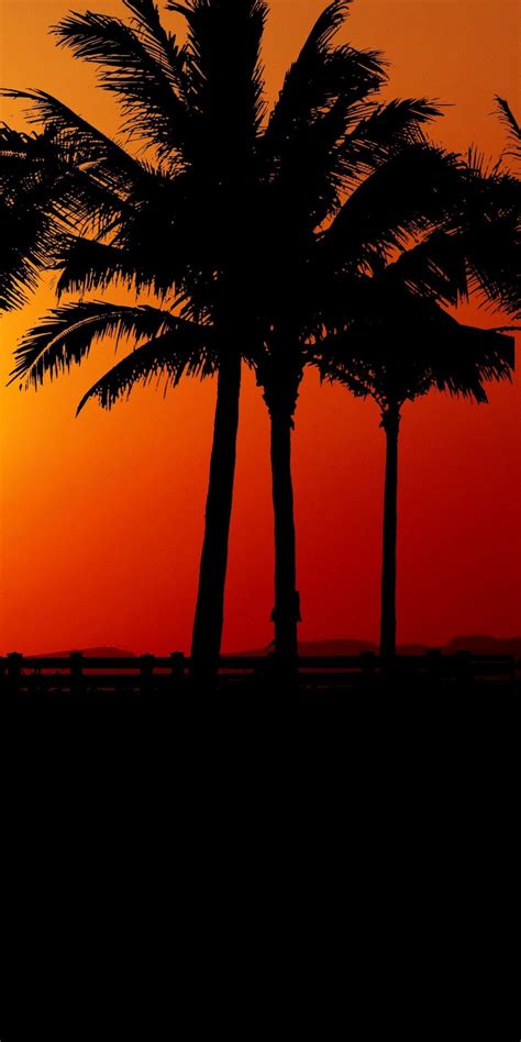 Sunset, palm tree, silhouette, 1080x2160 wallpaper | Sky aesthetic ...