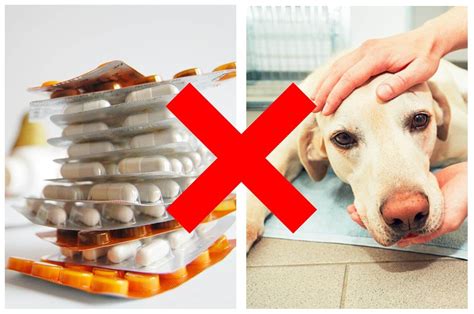 Pueden los perros tomar Ibuprofeno Fit Fórmula