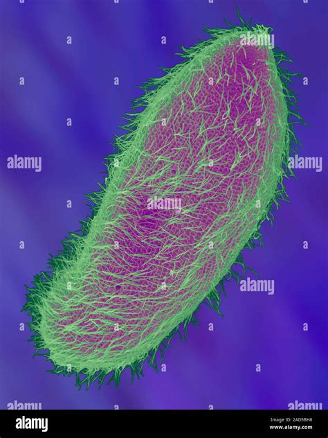 Ciliated Protozoan Paramecium Multimicronucleatum Coloured Scanning Electron Micrograph Sem