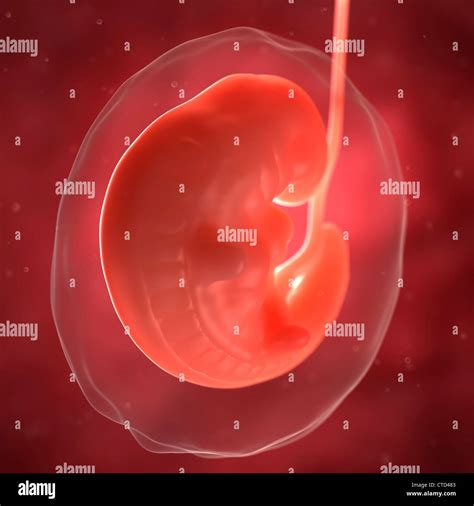 Utero Dibujo Fotografías E Imágenes De Alta Resolución Página 8 Alamy