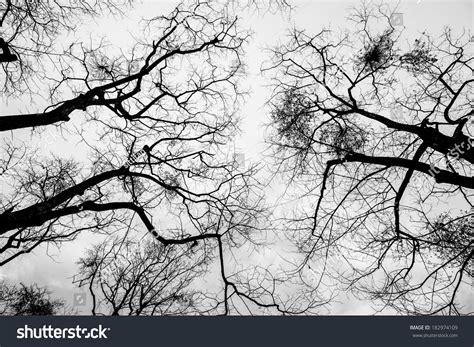 Naked Branches Tree Stock Photo Shutterstock