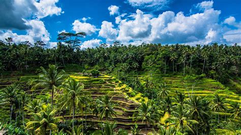 Tegalalang Rice Terrace | Yas Bali Tour