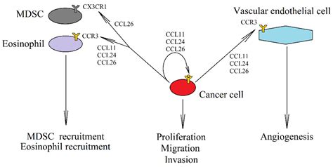 IJMS Free Full Text CC Chemokines In A Tumor A Review Of Pro