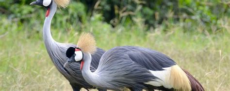 Birding Bird Watching Sites In Uganda Saso Gorilla Trips Uganda Safaris