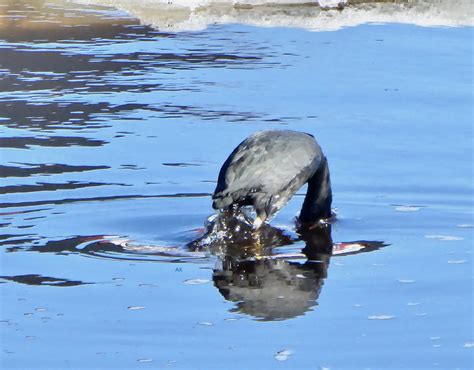 Sothöna coot Axart birds nature and art