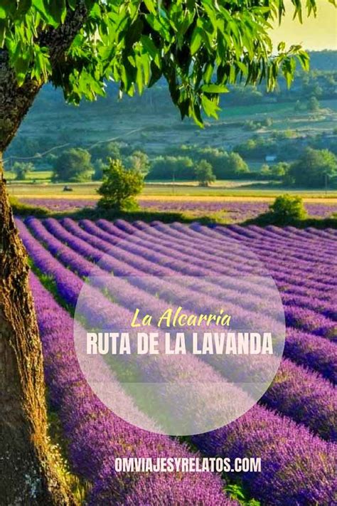 Ruta Por Los Campos De Lavanda De Brihuega Gu A Til