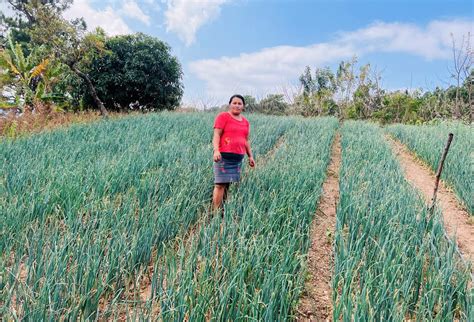 Productores Del Corredor Seco Aprenden A Fortalecer Cultivos Gobierno