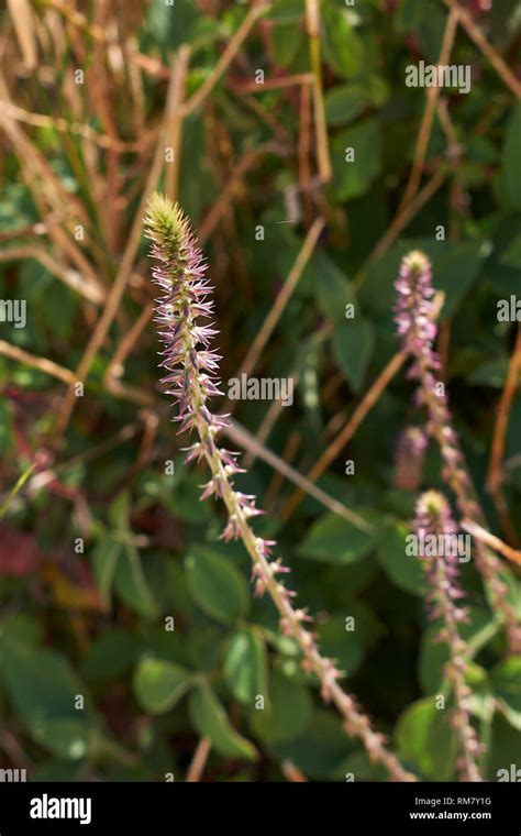 Achyranthes Aspera Sicula Close Up Stock Photo Alamy