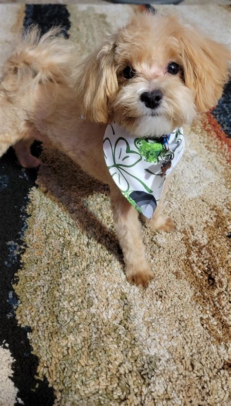 First haircut : r/Maltipoo