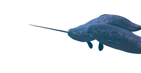 Narwhal Symbolism: What Does It Mean? - Dreams & Zodiac