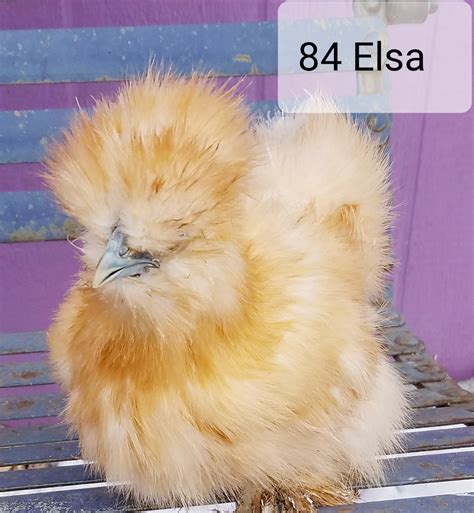 Female Silkie Chick Hot Sex Picture