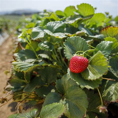 Sustainable Farming | California Strawberries