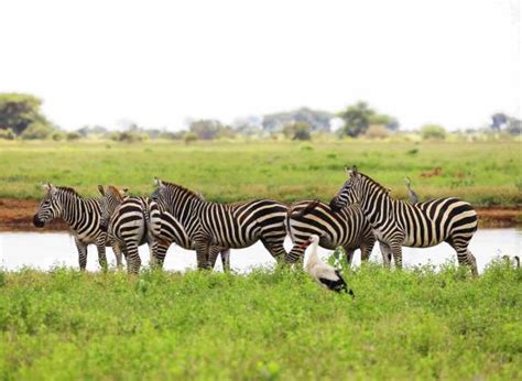 Por qué son importantes los animales en el medio ambiente