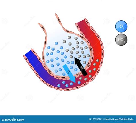 Alveolus in Lung. Gas Exchange, Pulmonary Alveolus Stock Illustration ...