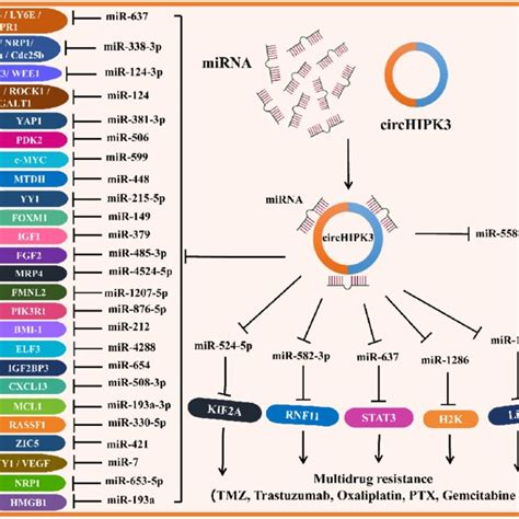 Downstream Regulatory Network Of Circhipk Circhipk Is Frequently