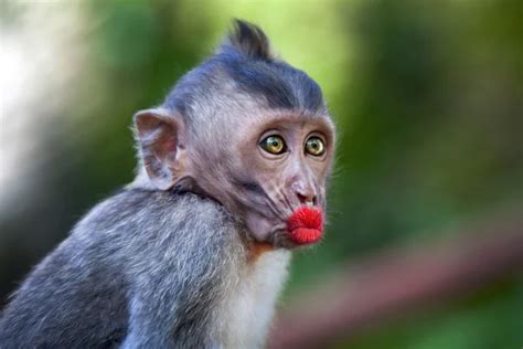 Funny monkey with a red lips — Stock Photo © watman #70256441