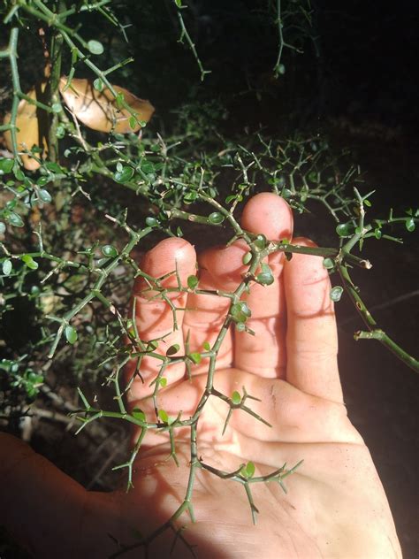 Scrambling Caper From Kingaroy Qld Australia On October