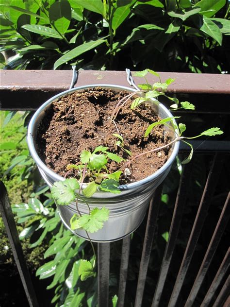 DIY Balcony Railing Planter: Decorative Planter Ideas