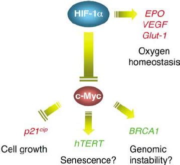 An HIF 1 A Myc Pathway Regulating Hypoxia Responsive Genes Lacking The