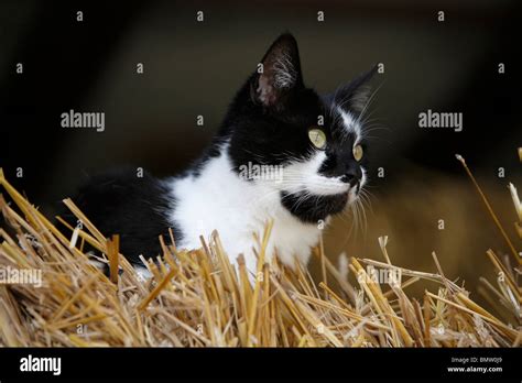 Domestic Cat House Cat European Shorthair Felis Silvestris F Catus