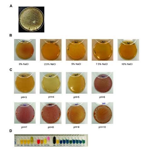 Morphological Physiological And Biochemical Characterization Of The