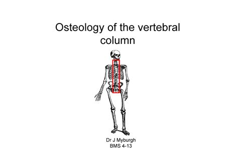 Lecture Vertebral Column Osteology Of The Vertebral Column