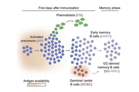 Antigen Availability Drives Differentiation Of B Cells After