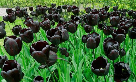 Black Tulip Meaning: What do tulips symbolize? | allwaysflower