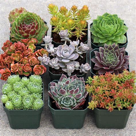 Rock Garden Hardy Succulent Collection 9 Mountain Crest Gardens