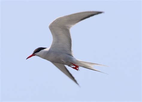 Tern Identification Common And Forster’s Terns