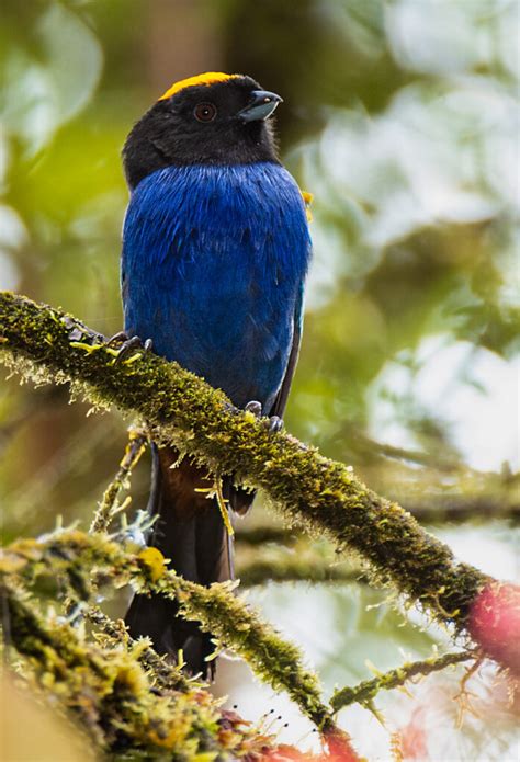 Golden Crowned Tanager Owen Deutsch Photography