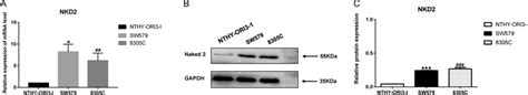 The NKD2 Expression In Cell Lines A NKD2 MRNA Was Upregulated In THCA