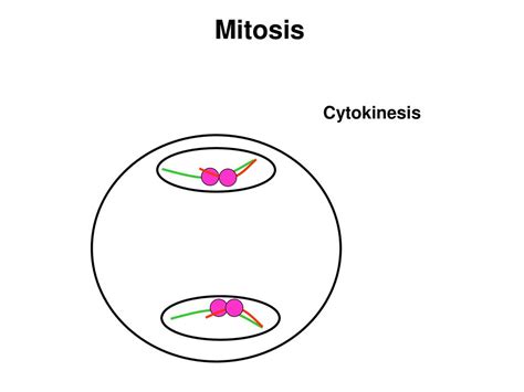 Lecture 17 Gametogenesis At The Chromosomal Level Mitosis And Meiosis