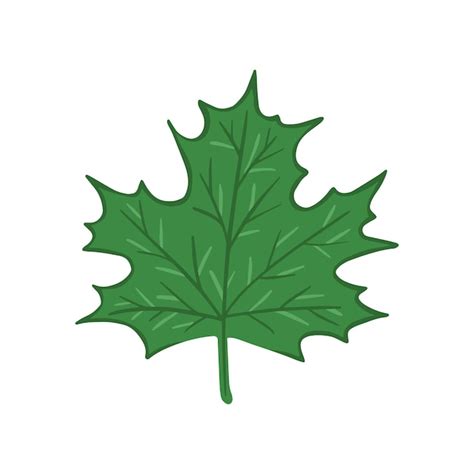 Premium Vector | Green maple leaf Hand drawn illustration