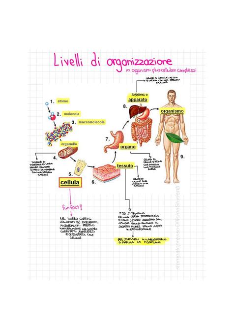 Citologia E Istologia Officina Studenti