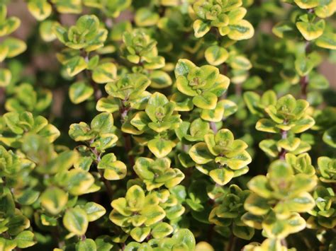 Thymian Lemon Variegated Thymus X Citriodorus Lemon Variegated