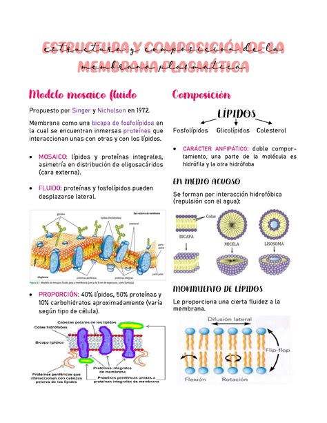 La Membrana Plasmгѓtica Estructura Y Funciones NBKomputer