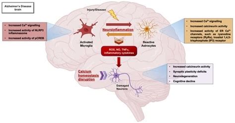 Cells Free Full Text Role Of Microglia And Astrocytes In Alzheimer