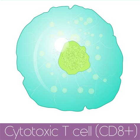 Cytotoxic T Cell Over Royalty Free Licensable Stock Vectors