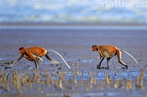 Stock Photo Of Two Female Proboscis Monkeys Nasalis Larvatus One With