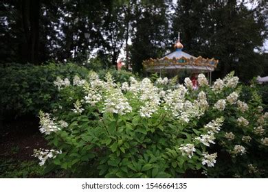 Bernardine Gardens Images Stock Photos Vectors Shutterstock