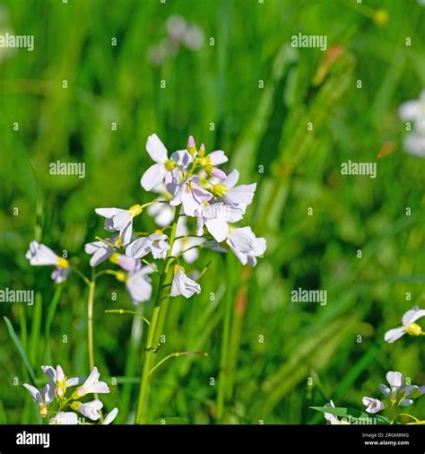 Meadow Foamwort Cardamine Pratensis Hi Res Stock Photography And Images