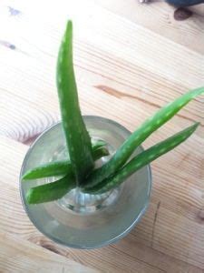 Aloe Vera Gel Selber Machen Aloe Vera Pflanze Pflege Aloe Vera