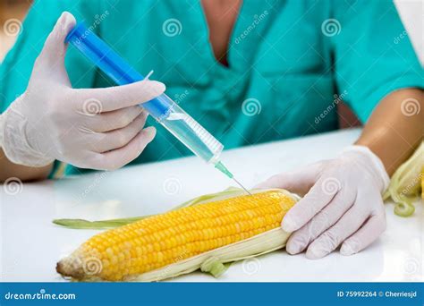 Making Modified Corn Stock Photo Image Of Glove Injection 75992264