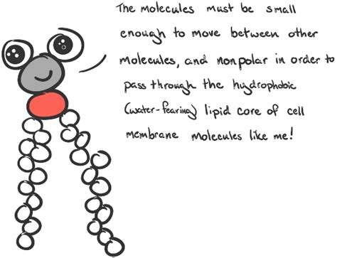 Facilitated Diffusion Animation