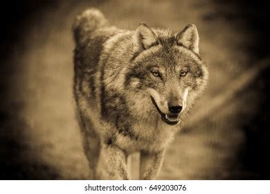 Grey Wolf Canis Lupus Stock Photo Shutterstock