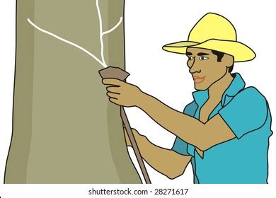 786 Rubber Tapper Tree Images Stock Photos Vectors Shutterstock