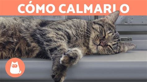 Maneras De Relajar A Un Gato