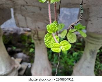 Pilea Nummulariifolia: Over 286 Royalty-Free Licensable Stock Photos ...